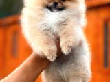 Erkek Dişi Show Kalite Teddy Face Pomeranian Boo