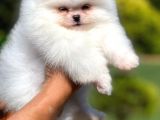 Teddy Face Safkan Pomeranian Boo Yavrularımız