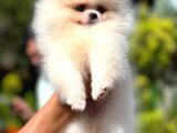 Mikrocipli 2 Aylık Erkek Ve Dişi Pomeranian Boo Teddy Face