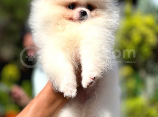 Mikrocipli 2 Aylık Erkek ve Dişi Pomeranian Boo Teddy Face