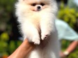 Mikrocipli 2 Aylık Erkek Ve Dişi Pomeranian Boo Teddy Face