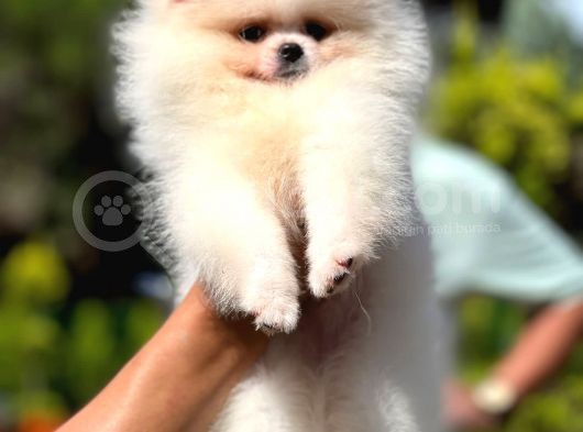 Mikrocipli 2 Aylık Erkek Ve Dişi Pomeranian Boo Teddy Face görsel