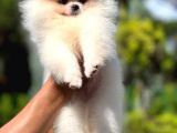 Mikrocipli 2 Aylık Erkek Ve Dişi Pomeranian Boo Teddy Face