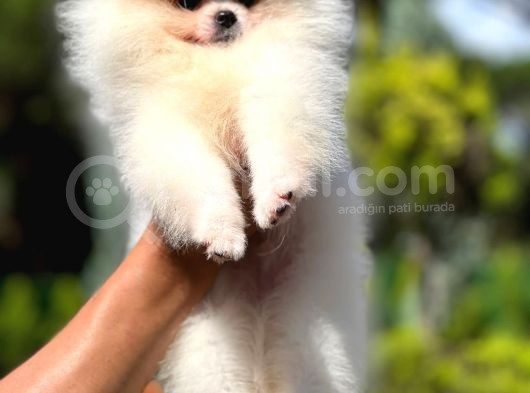 Mikrocipli 2 Aylık Erkek Ve Dişi Pomeranian Boo Teddy Face görsel