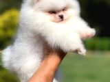 Teddy Face Safkan Pomeranian Boo Yavrularımız