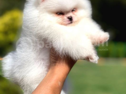 Teddy Face Safkan Pomeranian Boo Yavrularımız