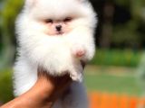 Teddy Face Safkan Pomeranian Boo Yavrularımız