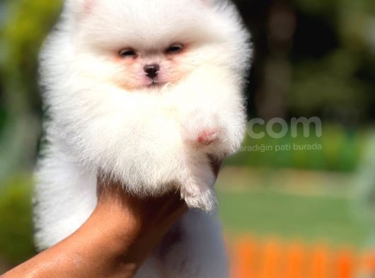 Teddy Face Safkan Pomeranian Boo Yavrularımız görsel