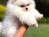Teddy Face Safkan Pomeranian Boo Yavrularımız