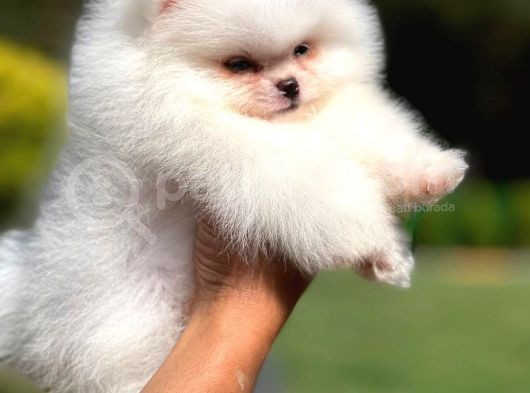 Teddy Face Safkan Pomeranian Boo Yavrularımız görsel