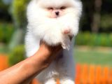Teddy Face Safkan Pomeranian Boo Yavrularımız
