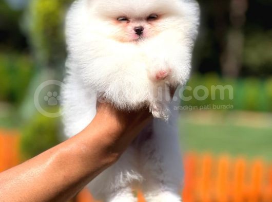 Teddy Face Safkan Pomeranian Boo Yavrularımız görsel