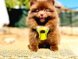 Show Kalite Teddy Face Erkek Dişi Pomeranian Boo
