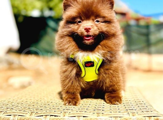 Show Kalite Teddy Face Erkek Dişi Pomeranian Boo