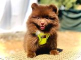 Show Kalite Teddy Face Erkek Dişi Pomeranian Boo
