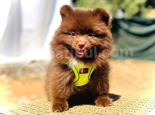 Show Kalite Teddy Face Erkek Dişi Pomeranian Boo görsel