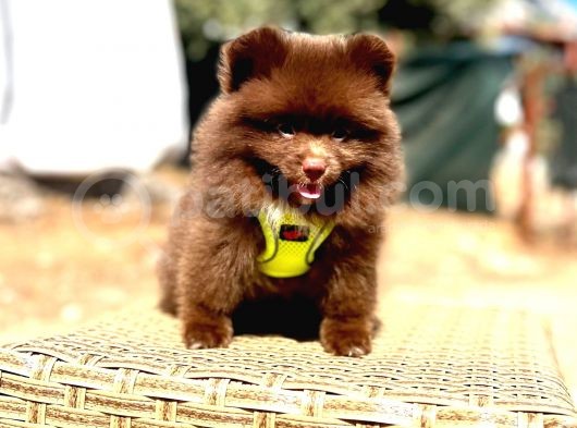 Show Kalite Teddy Face Erkek Dişi Pomeranian Boo görsel