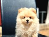 Secereli A Kalite Pomeranian Boo
