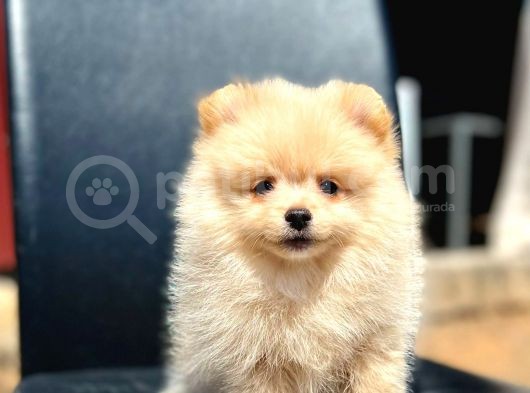 Secereli A Kalite Pomeranian Boo