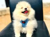 Secereli A Kalite Pomeranian Boo