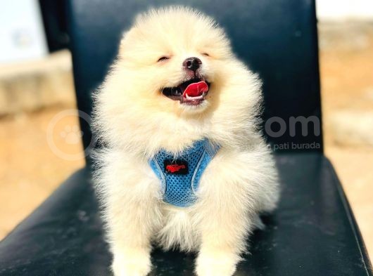Secereli A Kalite Pomeranian Boo görsel