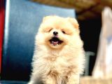 Secereli A Kalite Pomeranian Boo