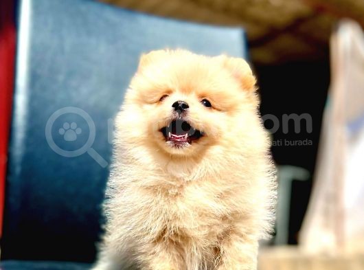Secereli A Kalite Pomeranian Boo görsel