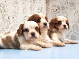 Mükemmel Kali̇tede Cavali̇er Ki̇ng Charles Yavru