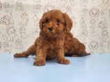 Mükemmel Kali̇tede Toy Poodle Yavru