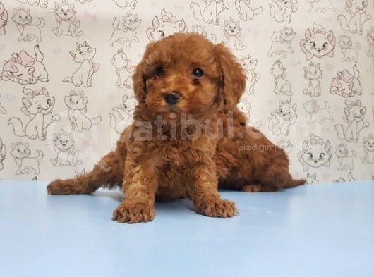 Mükemmel Kali̇tede Toy Poodle Yavru