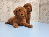 Mükemmel Kali̇tede Toy Poodle Yavru