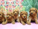 Resmi̇ Üreti̇ci̇den Toy Poodle Yavrular