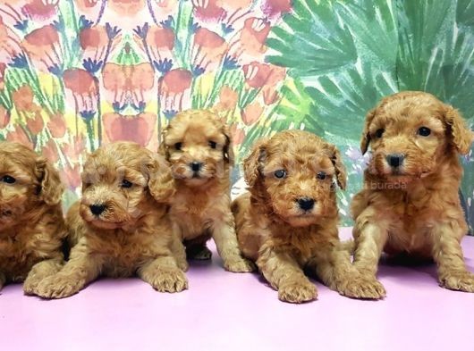 Resmi̇ Üreti̇ci̇den Toy Poodle Yavrular görsel