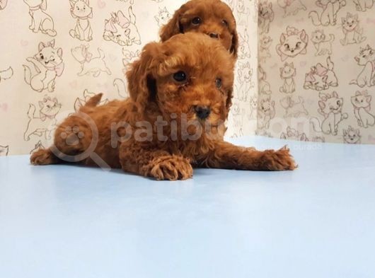 Mükemmel Kali̇tede Toy Poodle Yavru görsel
