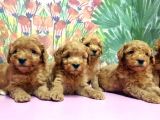 Resmi̇ Üreti̇ci̇den Toy Poodle Yavrular