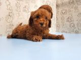 Mükemmel Kali̇tede Toy Poodle Yavru