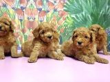 Resmi̇ Üreti̇ci̇den Toy Poodle Yavrular