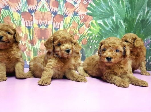 Resmi̇ Üreti̇ci̇den Toy Poodle Yavrular görsel