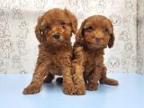 Mükemmel Kali̇tede Toy Poodle Yavru