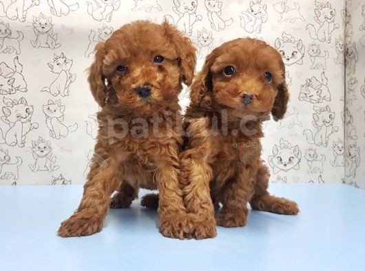 Mükemmel Kali̇tede Toy Poodle Yavru görsel