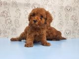 Mükemmel Kali̇tede Toy Poodle Yavru