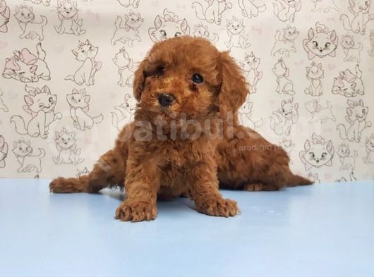Mükemmel Kali̇tede Toy Poodle Yavru görsel