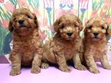 Resmi̇ Üreti̇ci̇den Toy Poodle Yavrular