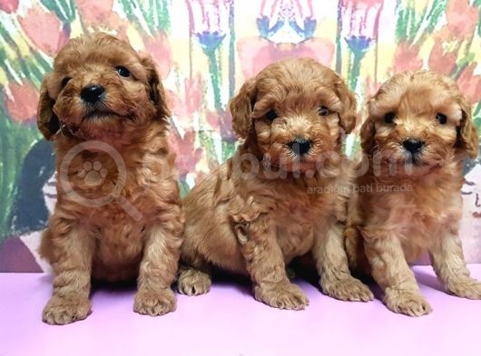 Resmi̇ Üreti̇ci̇den Toy Poodle Yavrular görsel