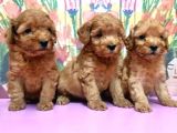 Resmi̇ Üreti̇ci̇den Toy Poodle Yavrular