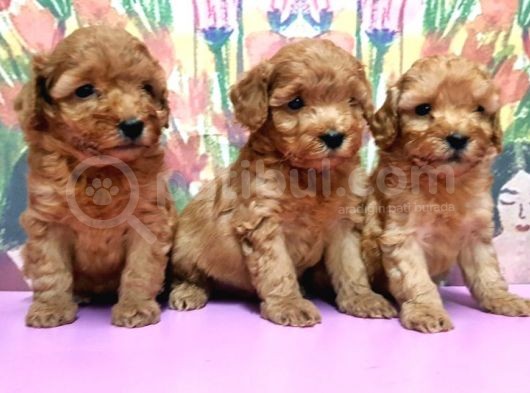 Resmi̇ Üreti̇ci̇den Toy Poodle Yavrular