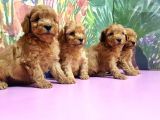 Resmi̇ Üreti̇ci̇den Toy Poodle Yavrular