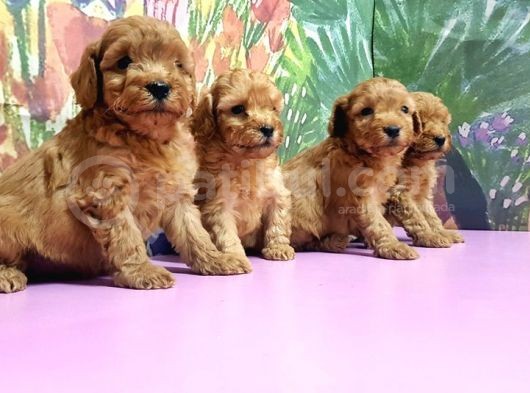 Resmi̇ Üreti̇ci̇den Toy Poodle Yavrular görsel