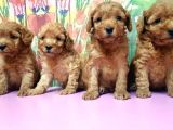 Resmi̇ Üreti̇ci̇den Toy Poodle Yavrular