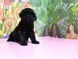 Toy Poodle Yavrusu